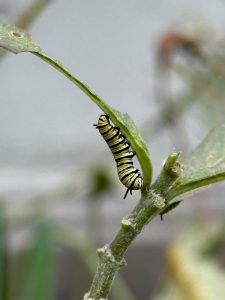Historia del nombre de la Oruga